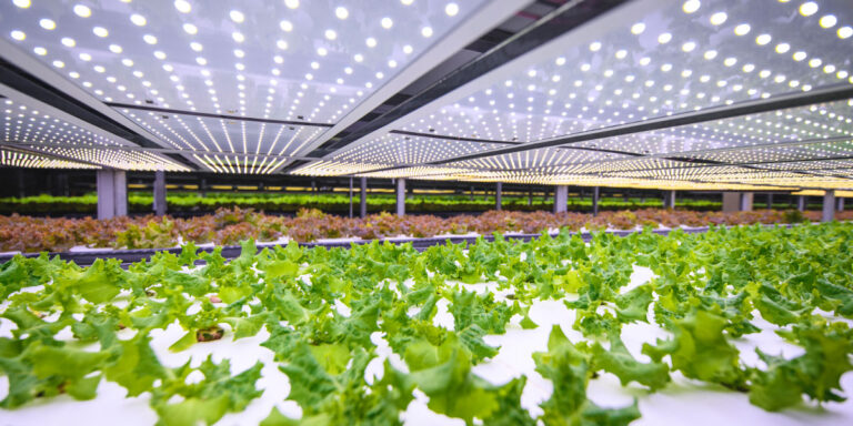 Controlled Environment Agriculture: Positive Outlook for the Future
